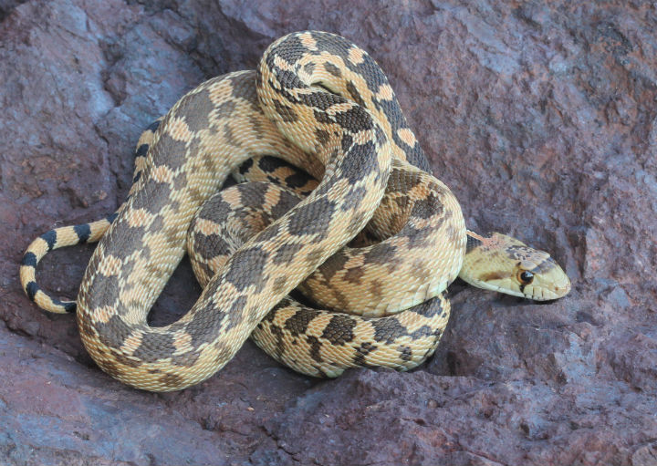 Great Basin Gopher Snake